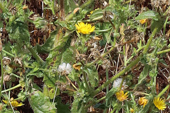 Helminthotheca echioides