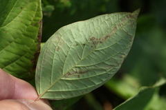 Phytomyza agromyzina group