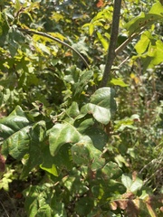 Quercus stellata