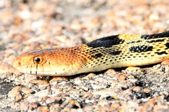 Pituophis deppei
