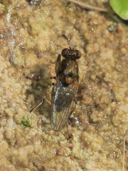 Ephydridae