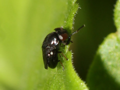 Ephydridae