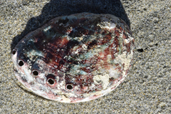 Haliotis kamtschatkana