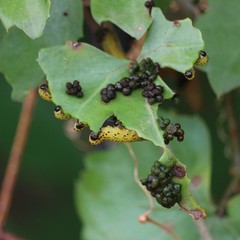 Ceratulus spectabilis
