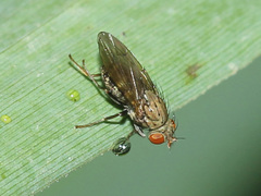 Ephydridae