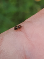 Cryptocephalus pusillus