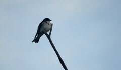 Tachycineta leucorrhoa