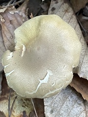 Tricholoma odorum