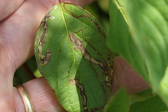 Phytomyza agromyzina group