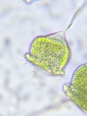 Pseudovorticella