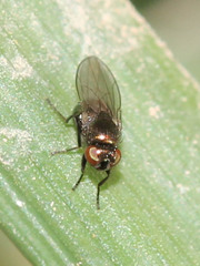 Ephydridae
