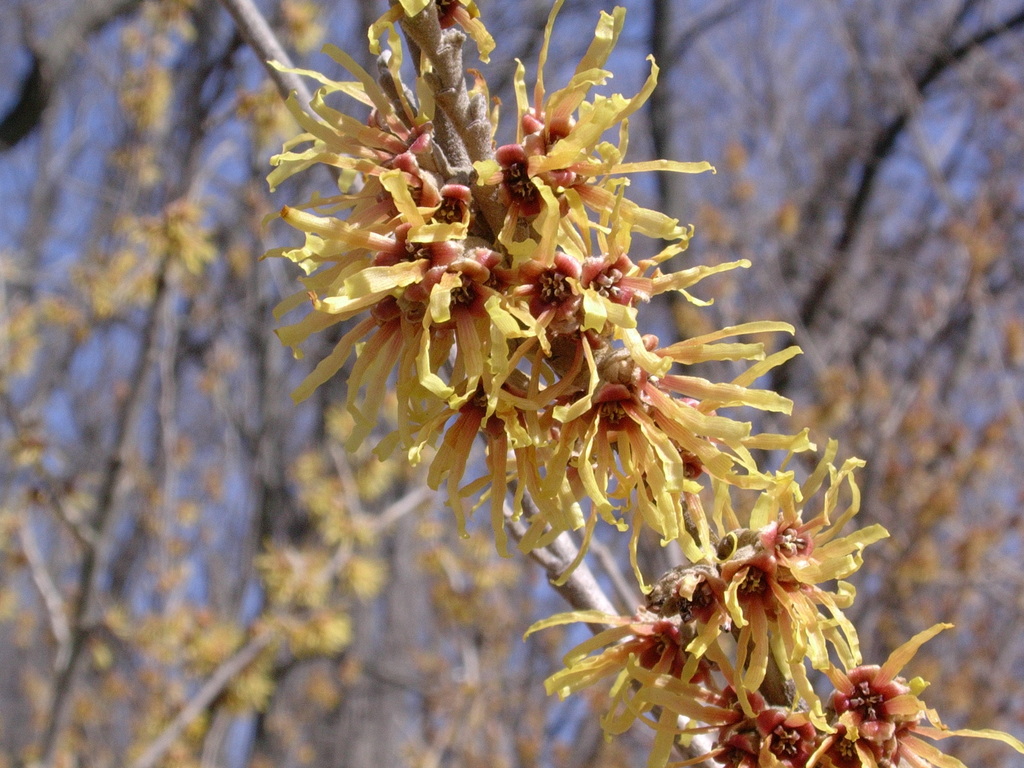 witch-hazels