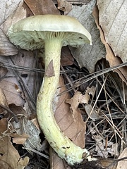 Tricholoma odorum