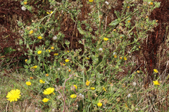 Helminthotheca echioides