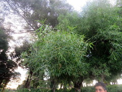 Sapium haematospermum