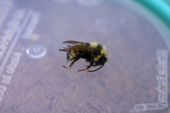 Bombus flavidus
