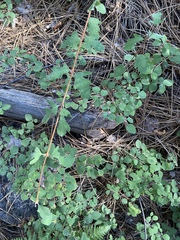 Symphoricarpos mollis