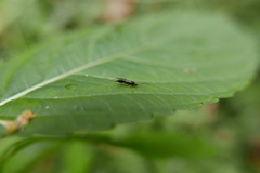 Exallonyx