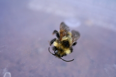 Bombus flavidus