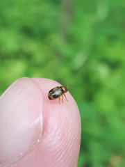 Cryptocephalus pusillus