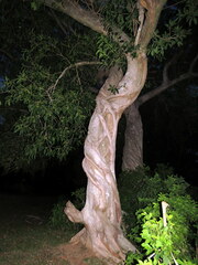 Ficus luschnathiana
