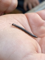 Cylindroiulus caeruleocinctus