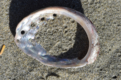 Haliotis kamtschatkana