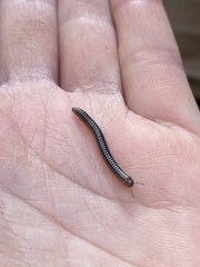 Cylindroiulus caeruleocinctus