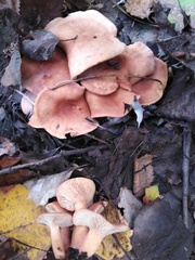 Paralepista flaccida