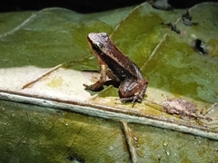 Allobates insperatus