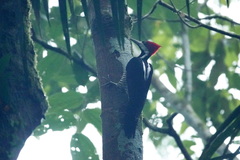 Campephilus melanoleucos