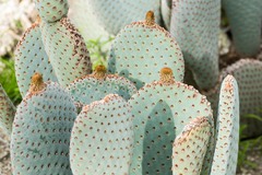 Opuntia basilaris basilaris