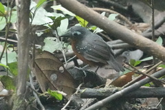 Myrmelastes hyperythrus