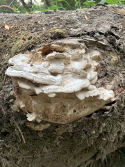 Laetiporus conifericola