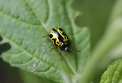 Calligrapha fulvipes