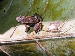 Allobates insperatus