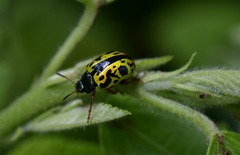 Calligrapha fulvipes
