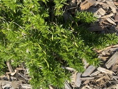 Phlox subulata