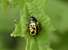 Calligrapha fulvipes
