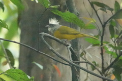 Eucometis penicillata