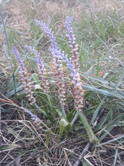 Lachenalia mutabilis