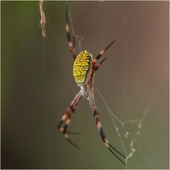 Argiope katherina