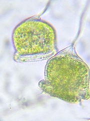 Pseudovorticella