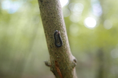 Tachypodoiulus niger