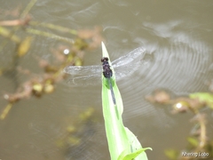 Erythemis plebeja