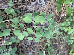 Symphoricarpos mollis