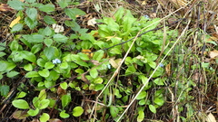 Myosotis scorpioides