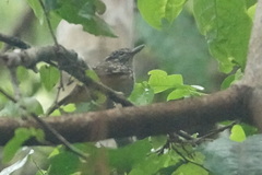 Hypocnemis peruviana