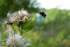 Bombus
