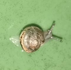 Fruticicola fruticum